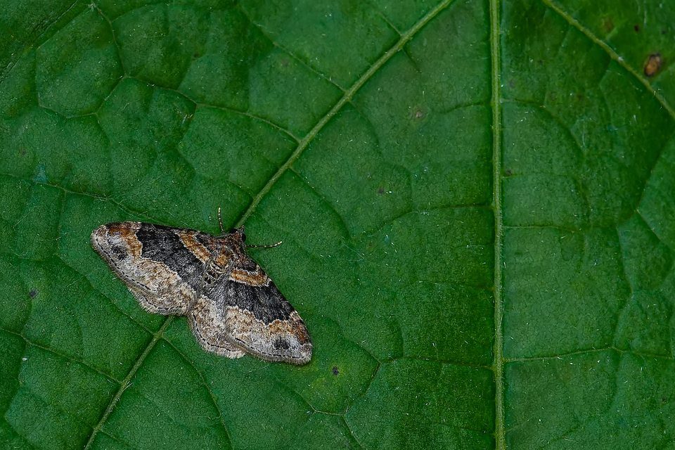 Xanthorhoe ferrugata - kerti tarkaaraszoló