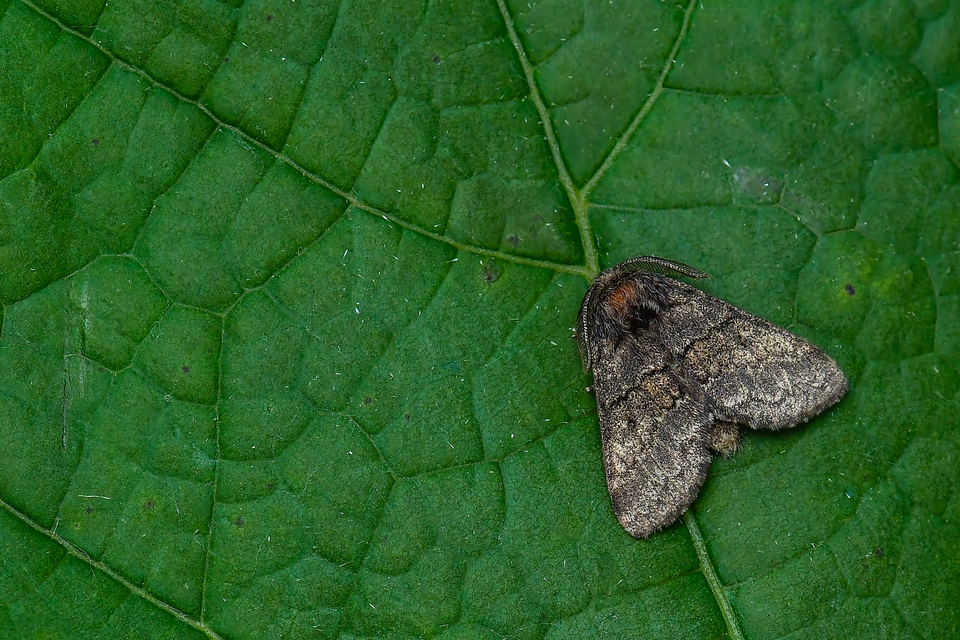 Gluphisia crenata - kormos púposszövő