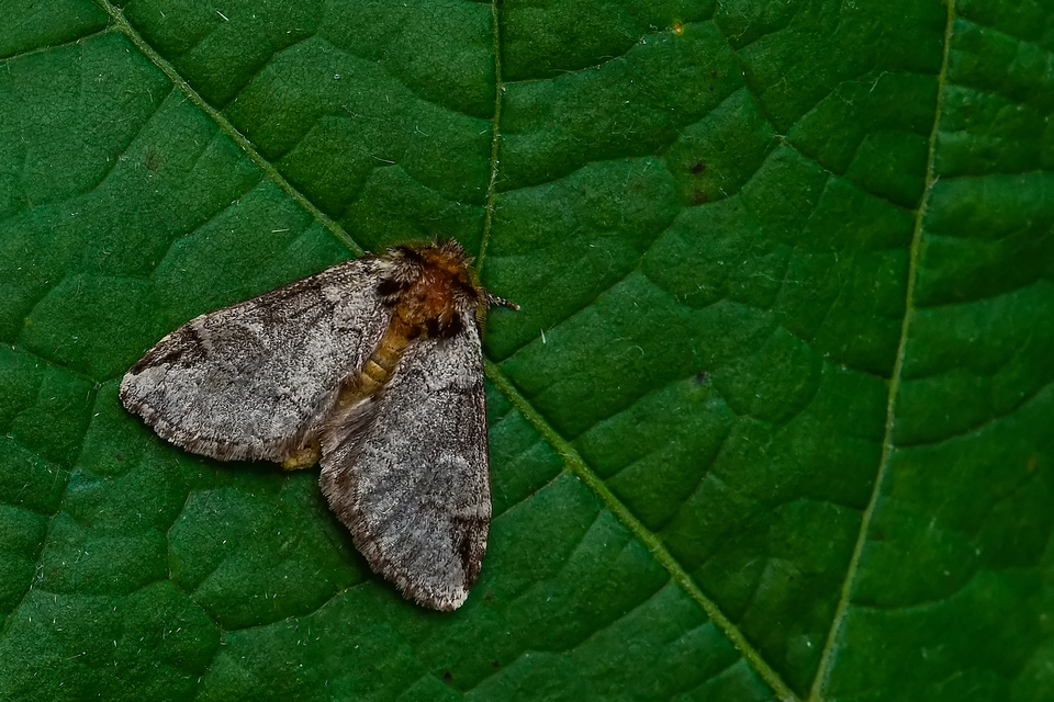 Drymonia obliterata - feketefoltos púposszövő