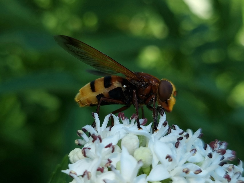 Volucella zonaria - kétöves pihelégy Volucella zonaria - kétöves pihelégy