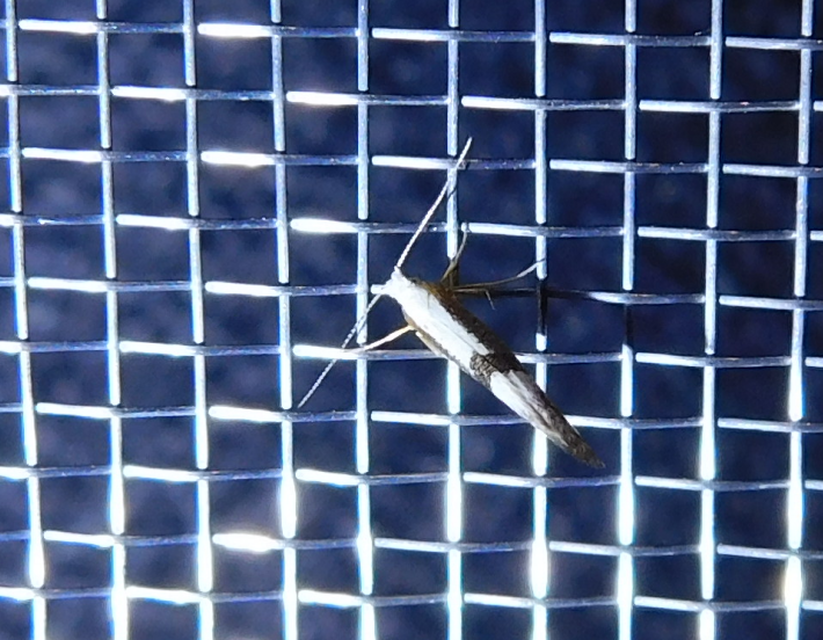 Argyresthia
