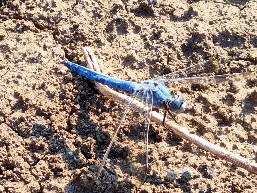 Orthetrum brunneum - pataki pásztorszitakötő