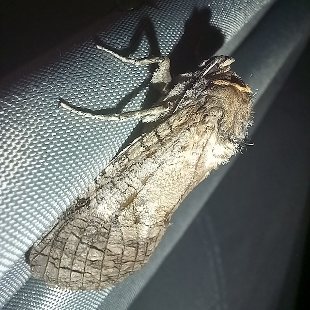 Cossus cossus - fűzfarontólepke
