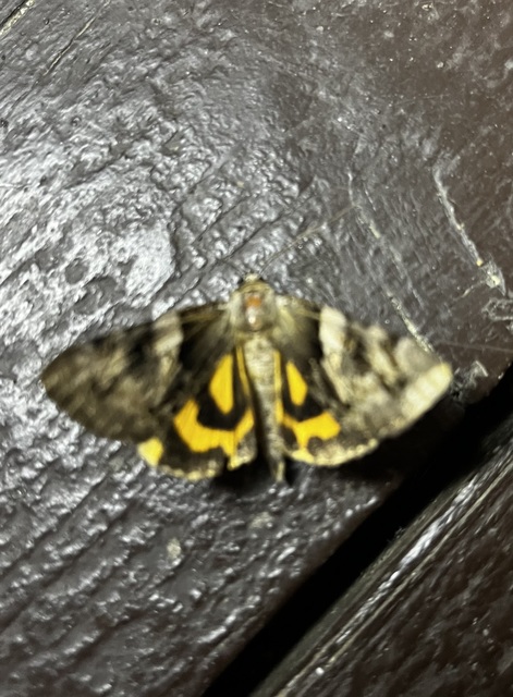 Catocala fulminea - galagonya-övesbagoly