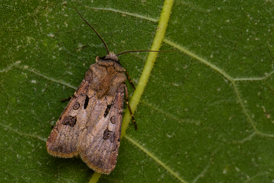 Agrotis exclamationis - felkiáltójeles földibagoly