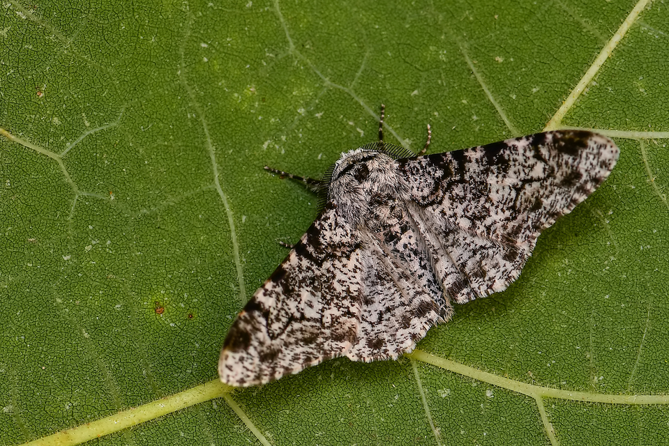 Biston betularia - szürkepettyes araszoló