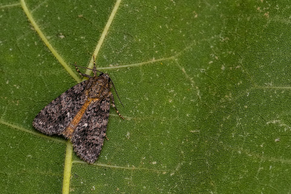 Acronicta rumicis - sóska-szigonyosbagoly