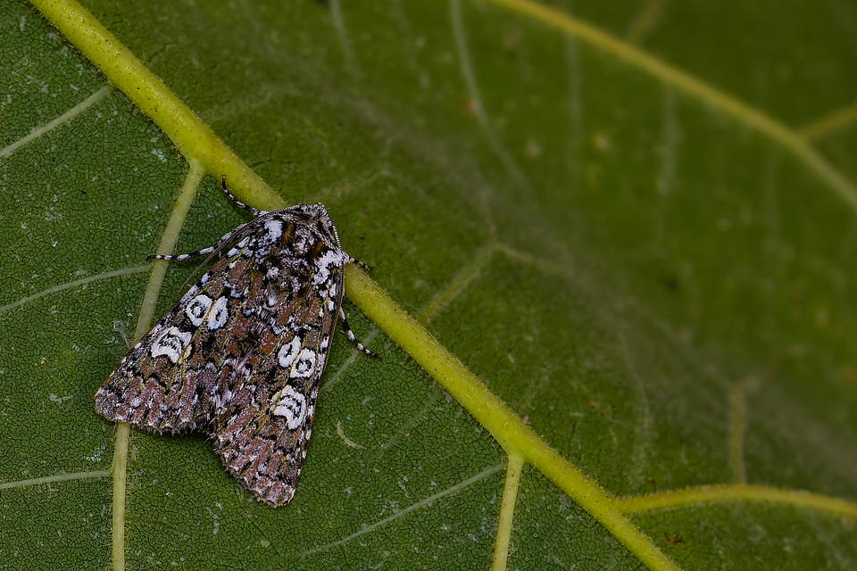 Lamprosticta culta - hármasfoltú bagoly