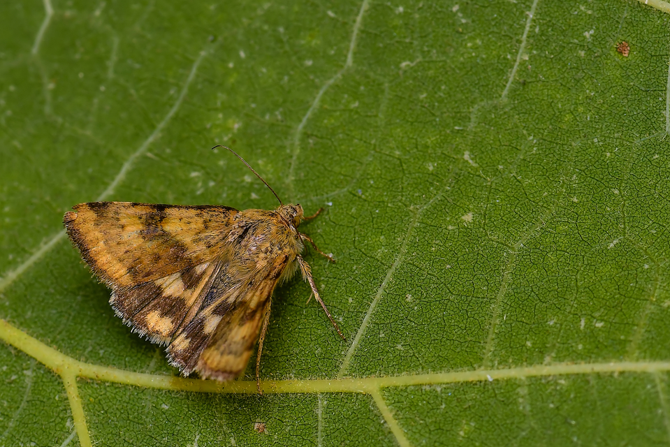 Heliothis viriplaca - mácsonyabagoly