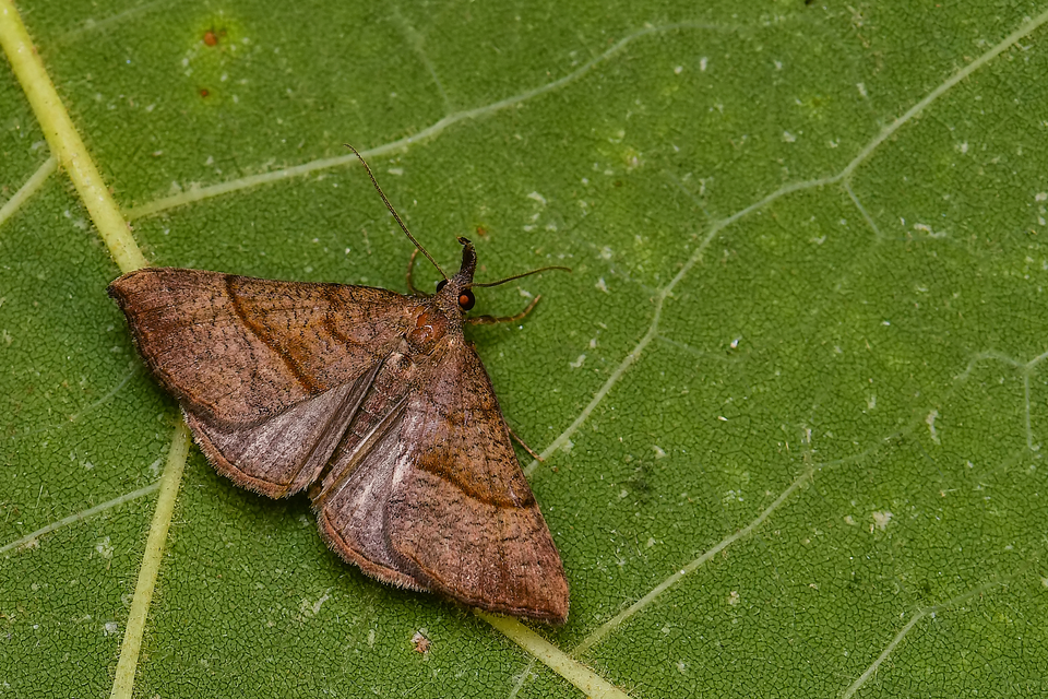 Hypena proboscidalis - ormányos karcsúbagoly