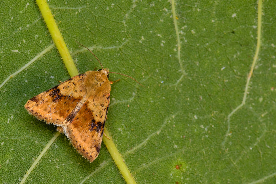 Heliothis adaucta - somkóróbagoly