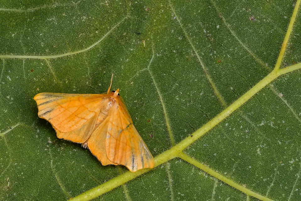 Ennomos erosaria - hársfa-levélaraszoló