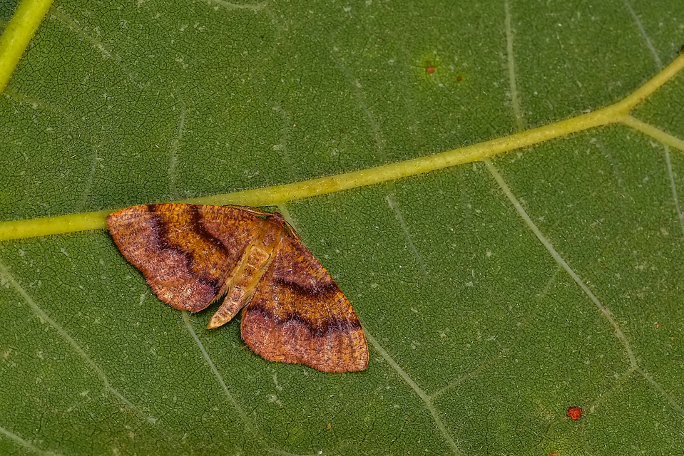 Plagodis pulveraria - szemcsés araszoló