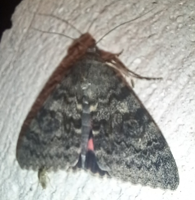 Catocala elocata - közönséges övesbagoly
