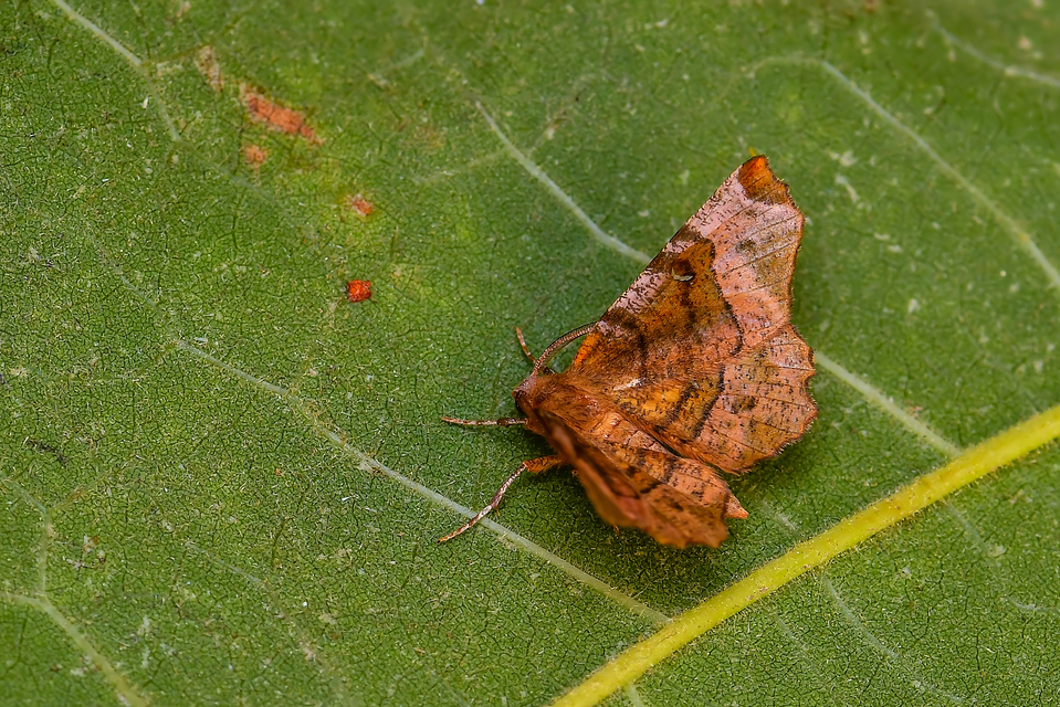 Selenia tetralunaria - négyfoltos holdasaraszoló