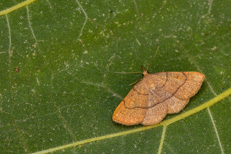 Paracolax tristalis - sárgás karcsúbagoly