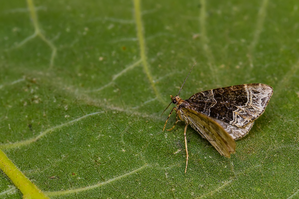 Ecliptopera silaceata - barna tarkaaraszoló