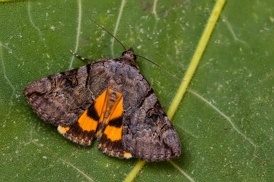 Catocala hymenaea - kökény-övesbagoly