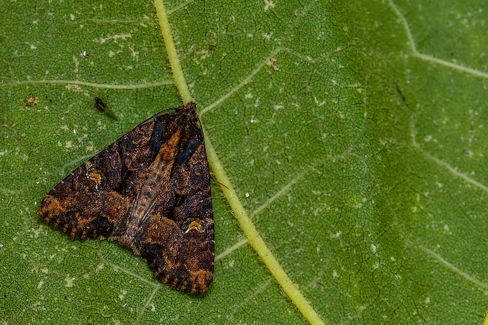 Mesapamea secalella/secalis