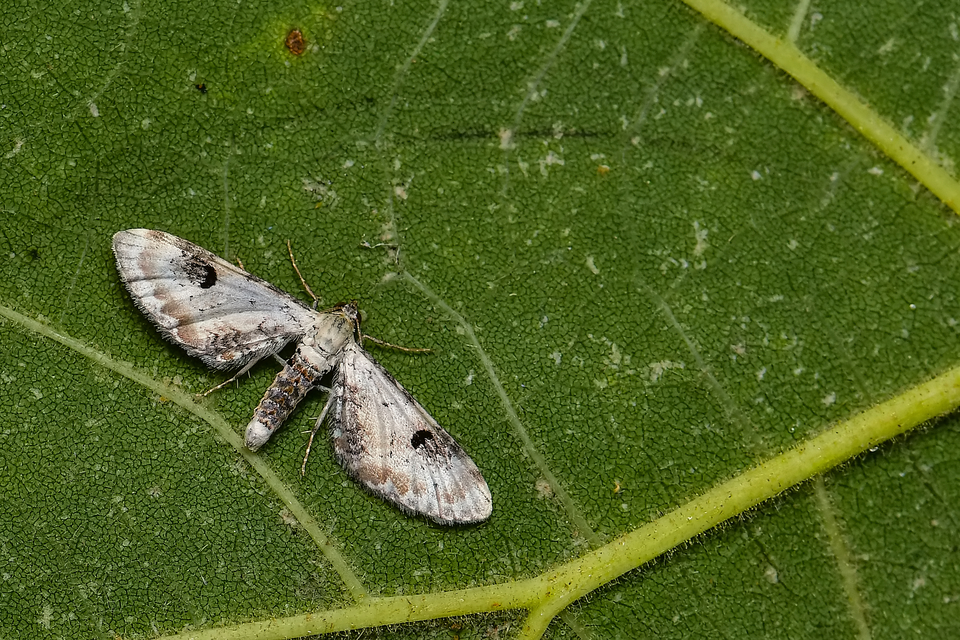 Eupithecia centaureata - búzavirág-törpearaszoló