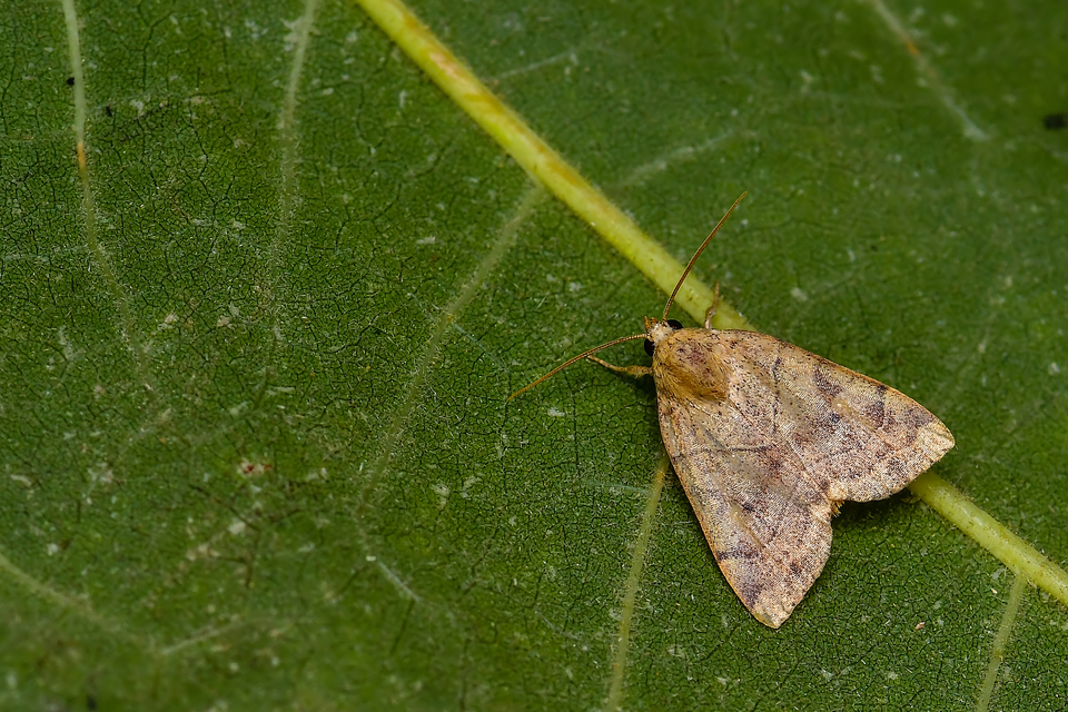 Cosmia trapezina - közönséges lombbagoly