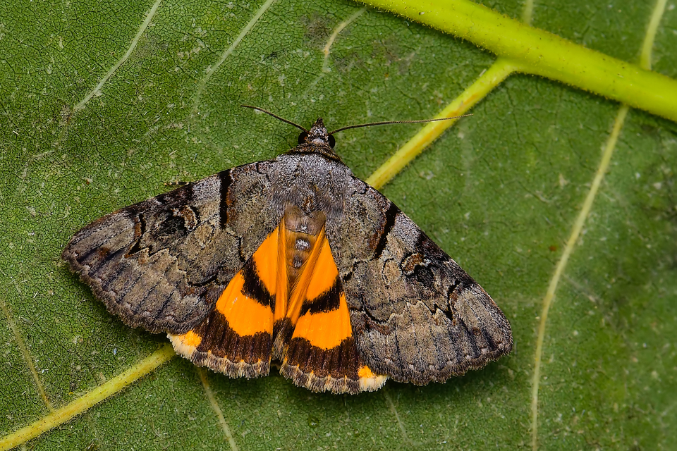 Catocala hymenaea - kökény-övesbagoly