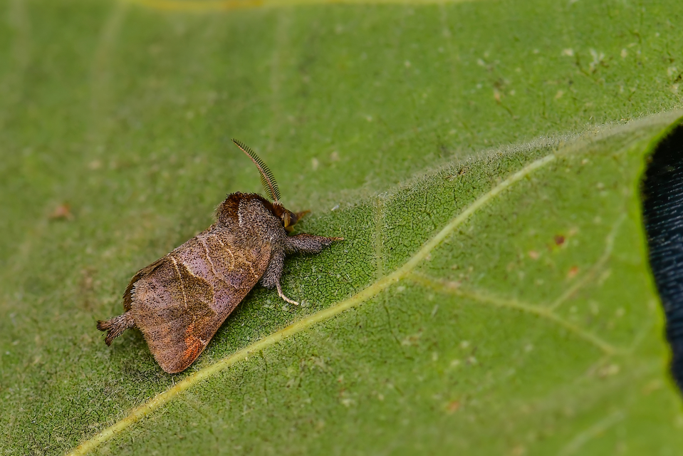 Clostera pigra - apró levélszövő