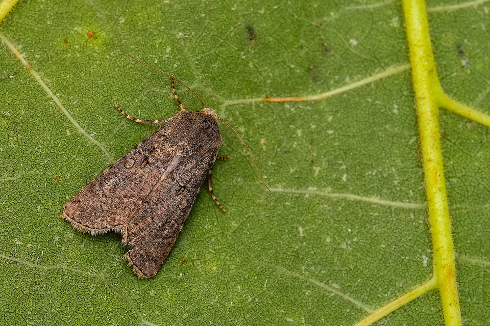 Agrotis segetum - vetési földibagoly