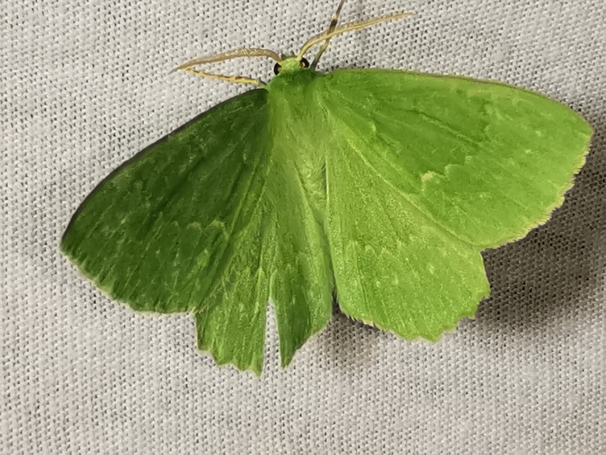 Geometra papilionaria - nagy zöldaraszoló