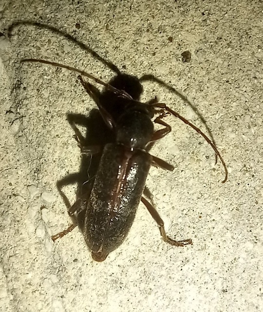 Trichoferus campestris - szállóvendég éjicincér