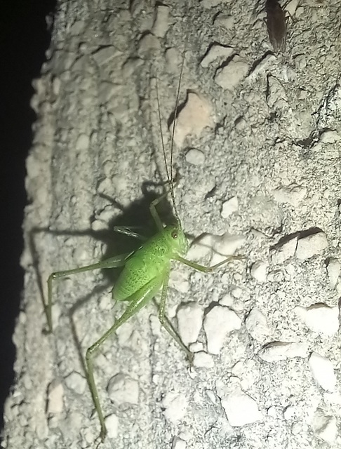Phaneroptera nana - pontozott repülőszöcske