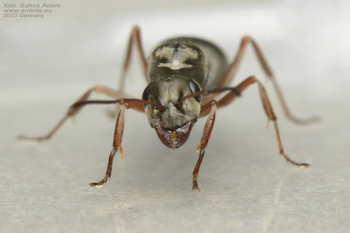 Formica fuscocinerea - fakó rabszolgahangya