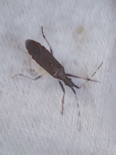 Dicranocephalus