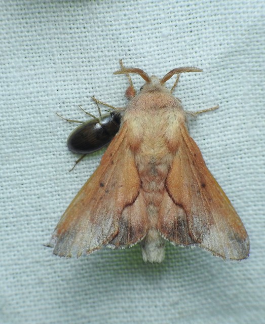 Phyllodesma tremulifolia - nyárlevélpohók