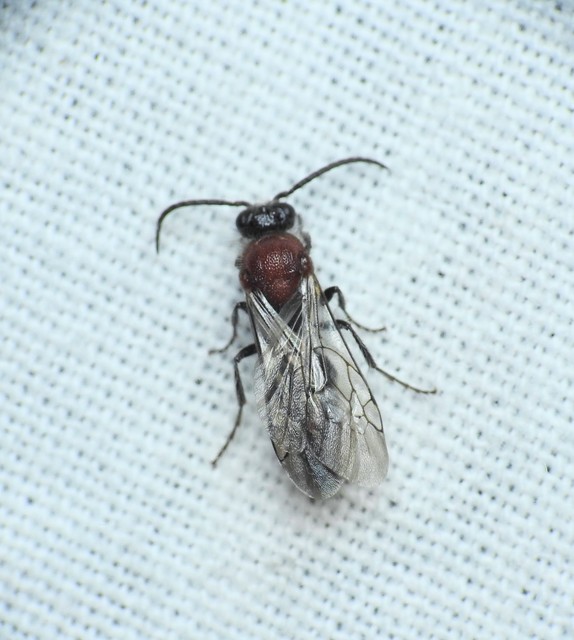 Hymenoptera - Hártyásszárnyúak