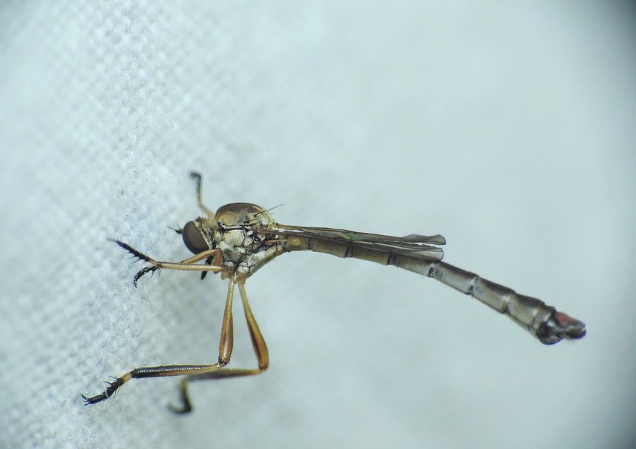 Leptogaster cylindrica