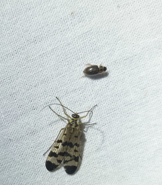 Mecoptera - Csőrösrovarok