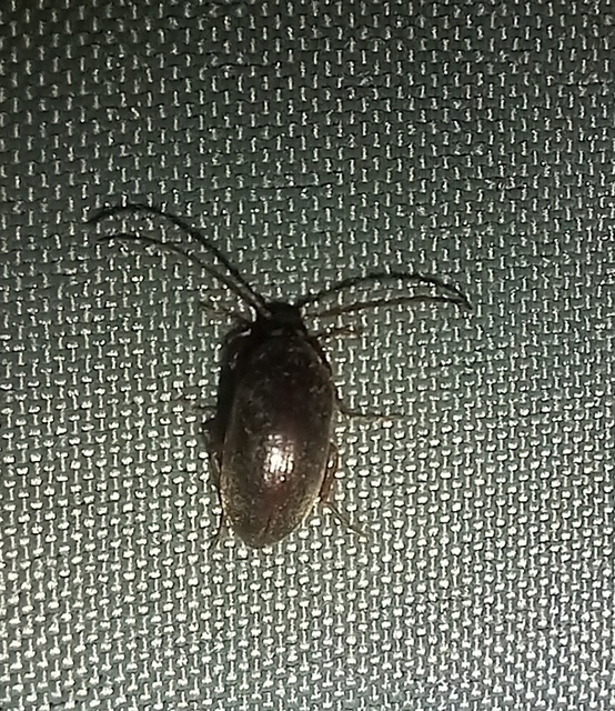 Hymenalia rufipes - rőtlábú alkonybogár