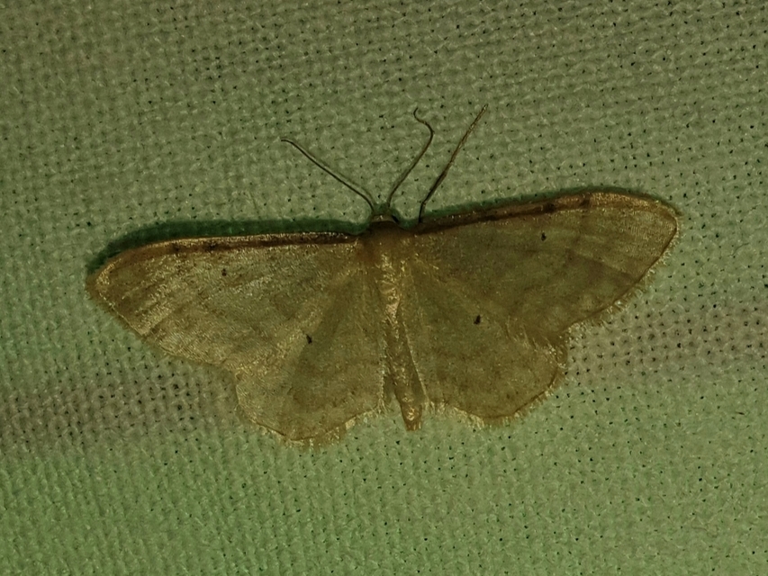 Idaea fuscovenosa - szürkeszélű apróaraszoló