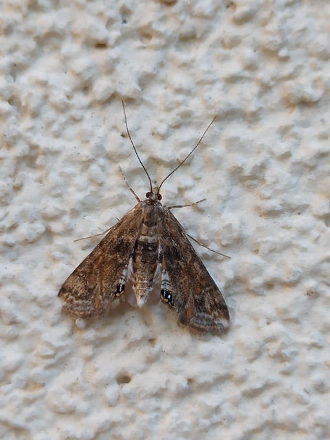 Cataclysta lemnata - békalencsemoly