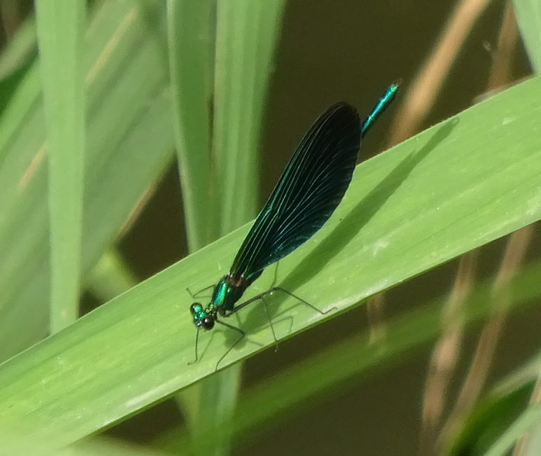 Calopteryx virgo - kisasszony-szitakötő