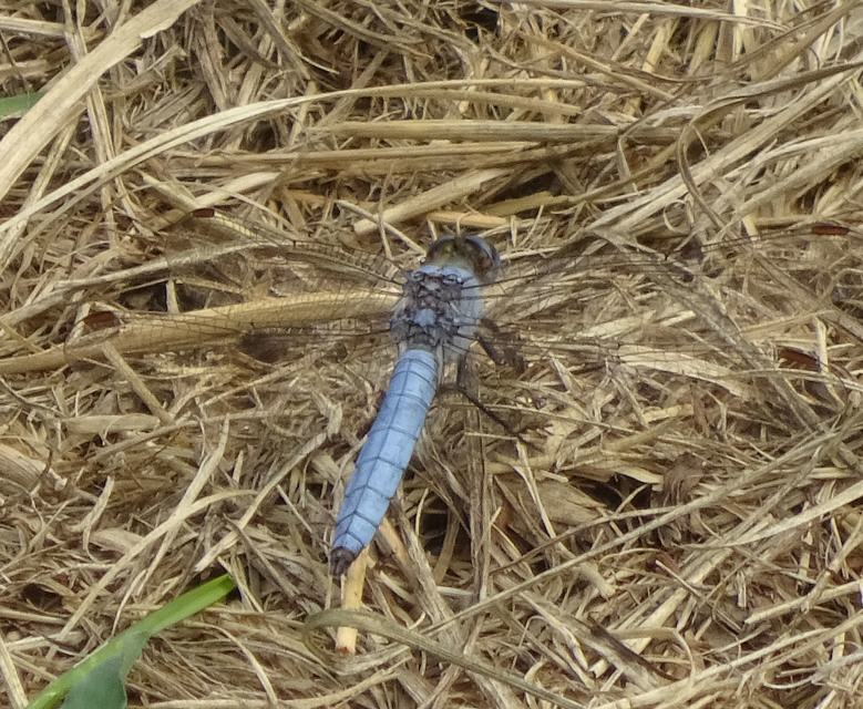 Orthetrum brunneum - pataki pásztorszitakötő