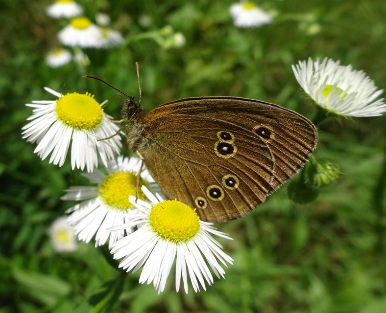 Aphantopus hyperanthus - közönséges ökörszemlepke