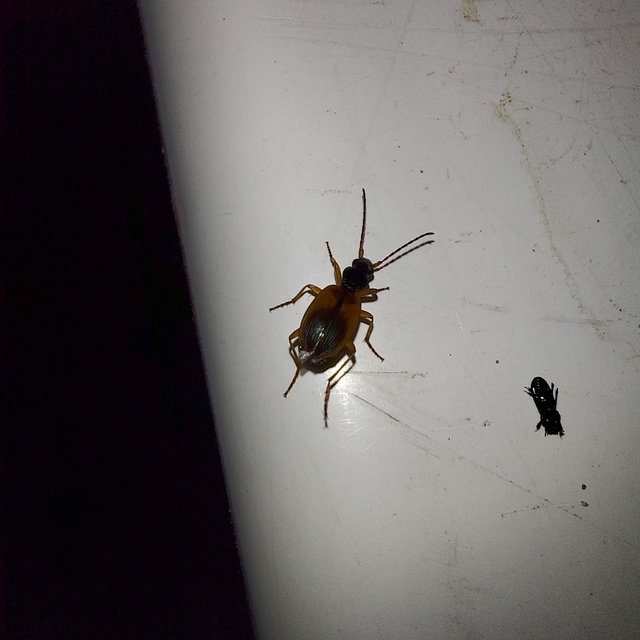 Anchomenus dorsalis - hátfoltos kisfutó