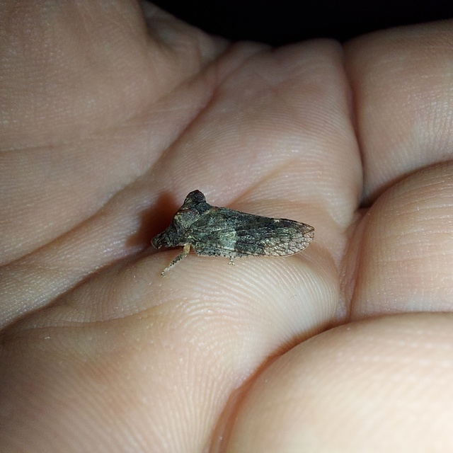 Ledra aurita - füleskabóca