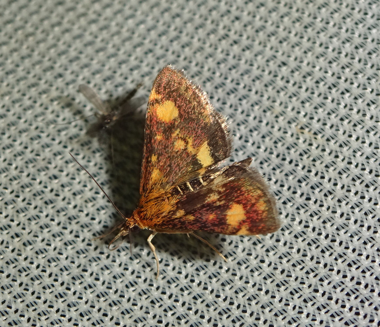 Pyrausta aurata - aranyló bíbormoly