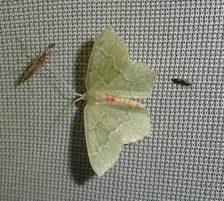 Hemithea aestivaria - nyír-zöldaraszoló