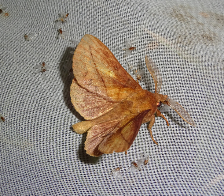 Euthrix potatoria - szomjas pohók