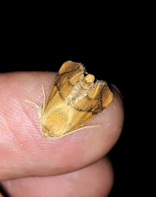 Apoda limacodes - kagylólepke