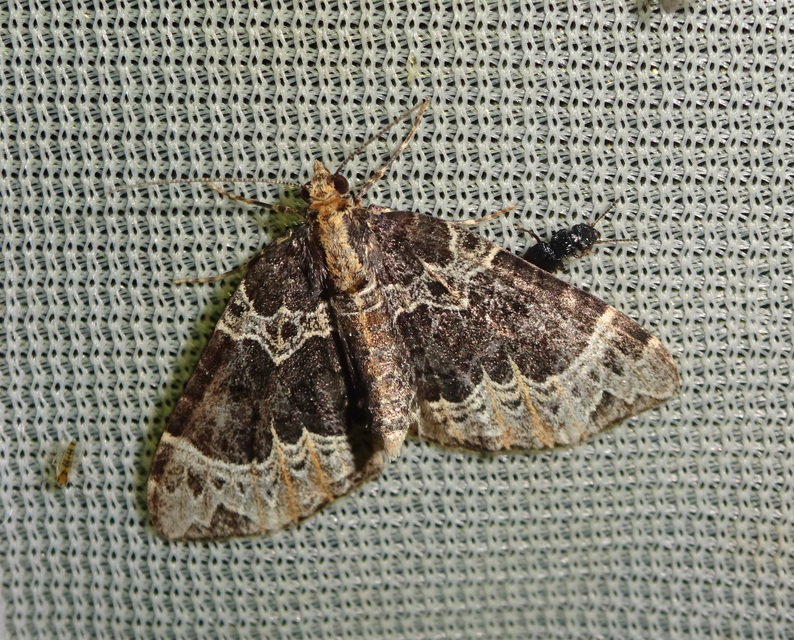 Ecliptopera silaceata - barna tarkaaraszoló